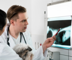 Radiologia toracica veterinaria (300 x 250 px)